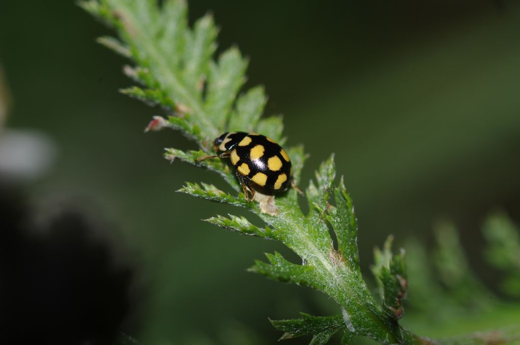 Coccinellidae: Coccinula quatuordecimpustulata